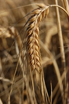 Viljaa kulutettiin 84 kiloa henkilöä kohden vuonna 2021.